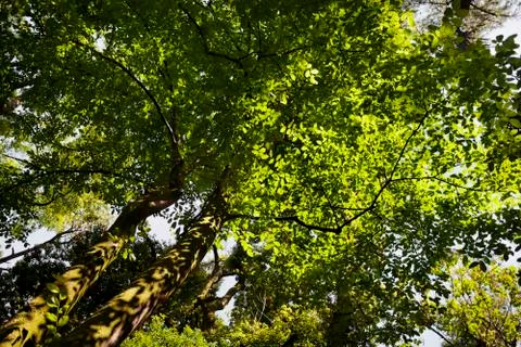 Green tree Stock Photos