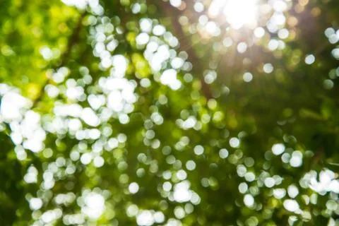 Green tree. Stock Photos