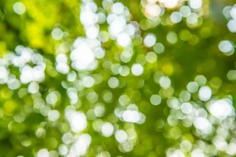 Green tree. Stock Photos