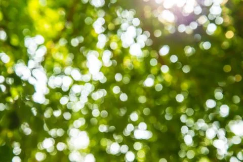 Green tree. Foto stock