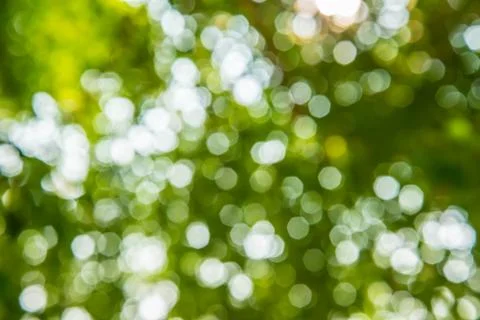 Green tree. Stock Photos