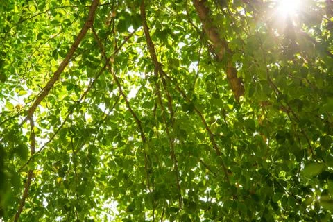 Green tree. Stock Photos