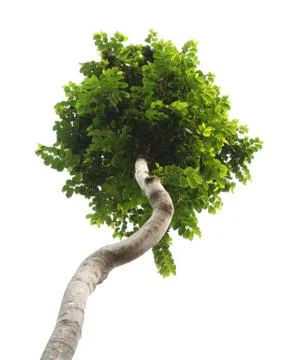 Green tree Stock Photos