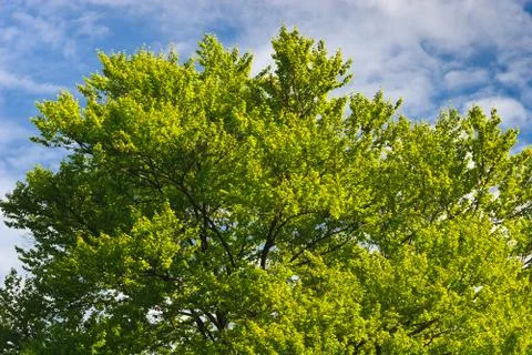 Green tree Stock Photos