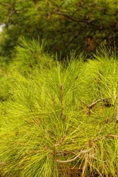 Green tree Stock-Fotos