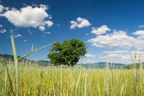 The green tree Stock Photos