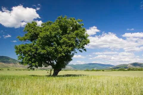 The green tree Stock Photos