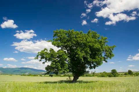 The green tree Stock Photos