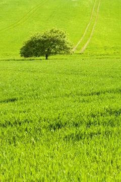 Green tree Stock Photos