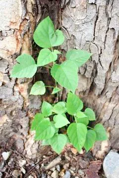 Green tree Stock Photos