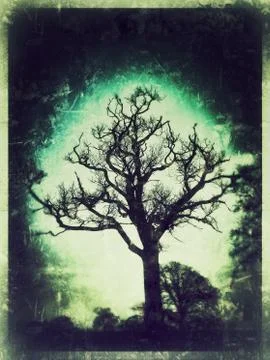 The Green Tree Stock Photos