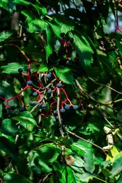 Green tree Stock Photos