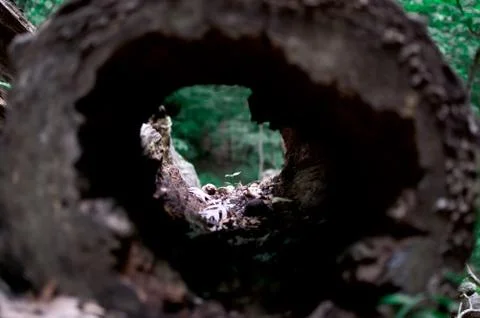 Green with tree Stock Photos