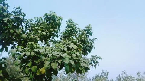 Green tree 写真素材