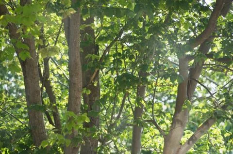 Green tree Stock Photos