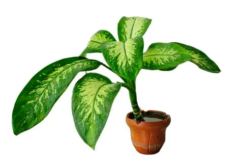 Green tree Stock Photos