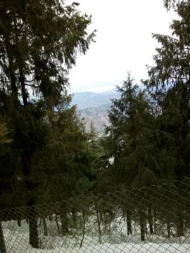 Green tree Stock Photos