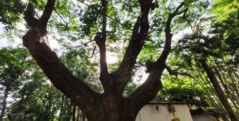 Green Tree Stockfoto's