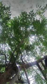 Green tree Stock Photos