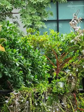 Green tree Fotos de archivo