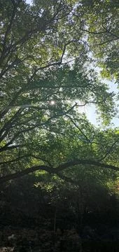 THE GREEN TREE Stock Photos