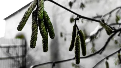 Green tree Stock Photos