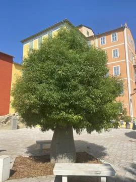 Green tree Stock Photos