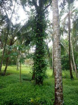 Green Tree 写真素材