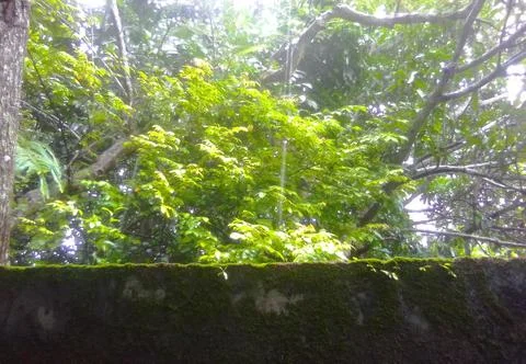 Green Tree Stock Photos