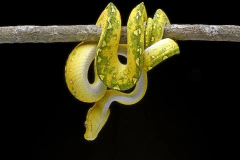 Green tree phyton with black background 스톡 사진