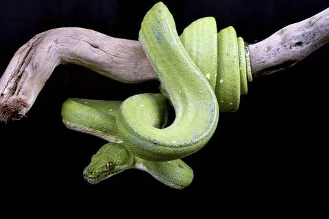 Green tree phyton in black background Green tree phyton in black backgroun... Foto stock