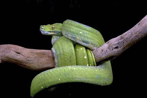 Green tree phyton in black background Stock Photos