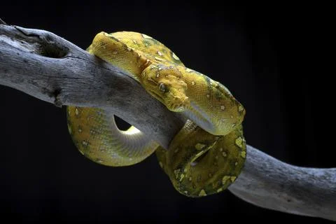 Green tree phyton coiled around a tree branch Stock-Fotos