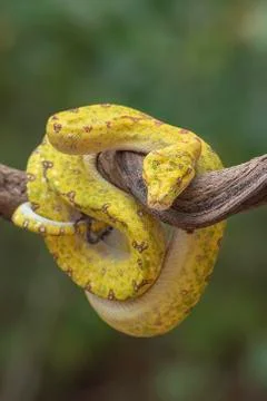 Green tree phyton on tree branch Foto stock