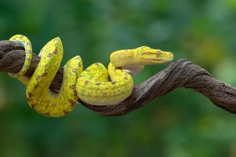 Green tree phyton on tree log 스톡 사진