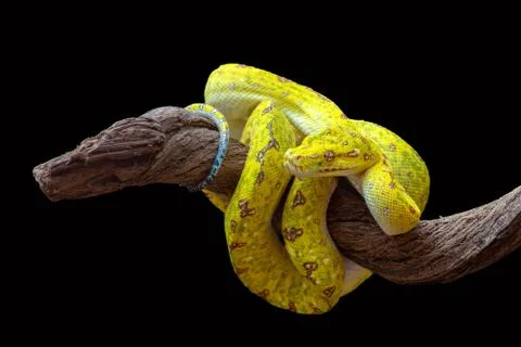Green tree phyton on tree log Stock Photos