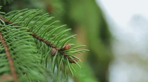 Green tree. Pine cone. Green branch Stock Footage 60602638