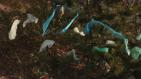 Green tree with plastic bag hanging in forest pollution ecosystem problem Stock Footage 119544403