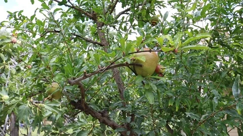 The green tree with pomegranate Stock Footage 95047882