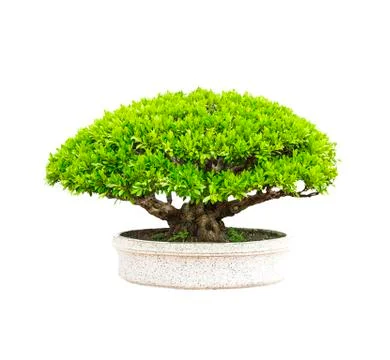 Green tree in potted Stock Photos