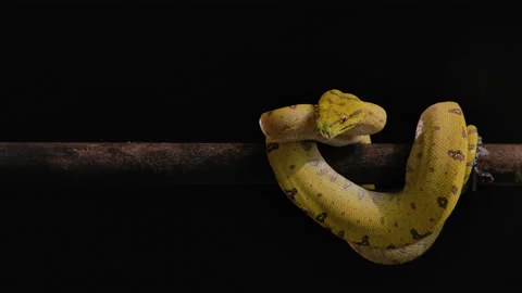 Green tree python on black background with branch Video stock 171139413