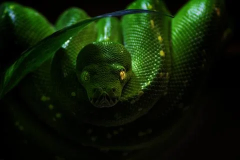 The green tree python on the black background Foto stock