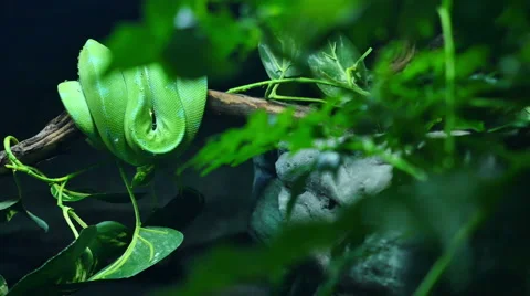 Green Tree Python on a branch 4k 库存影片 40314531