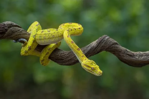 Green tree python on a branch, Indonesia Photos