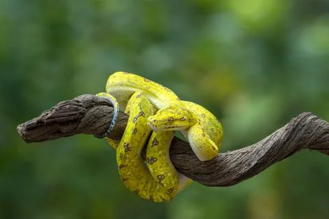 Green tree python on a branch, Indonesia Foto stock