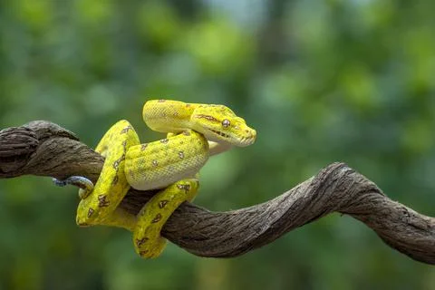 Green tree python on a branch, Indonesia 写真素材