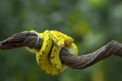 Green tree python on a branch, Indonesia Foto stock