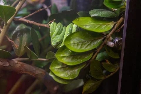 Green tree python on the branch Foto stock