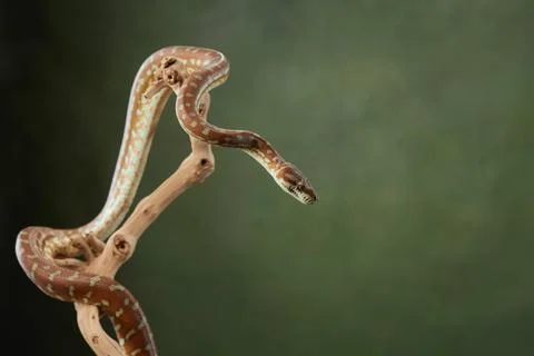 Green Tree Python on Branch Foto stock