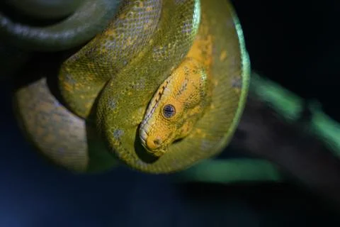 Green tree python on branch of tree. Photos